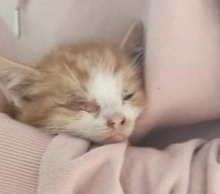 Kitten dumped@21-07-2021-21:44:07.jpg