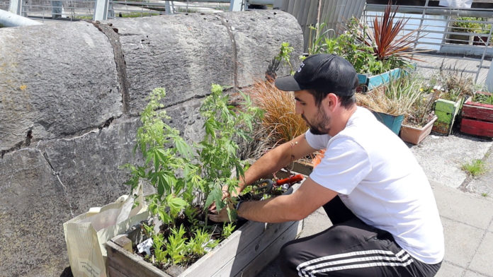 Martin Condon Cannabis - web@04-08-2021-13:34:06.jpg