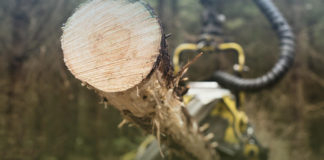 Green Belt – Your Forestry, Your Future