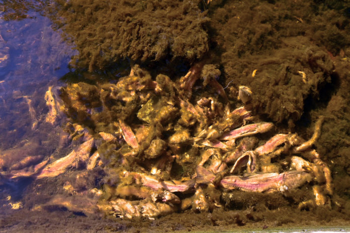 Fish dumped in river JOC-web@06-10-2021-19:00:54.jpg