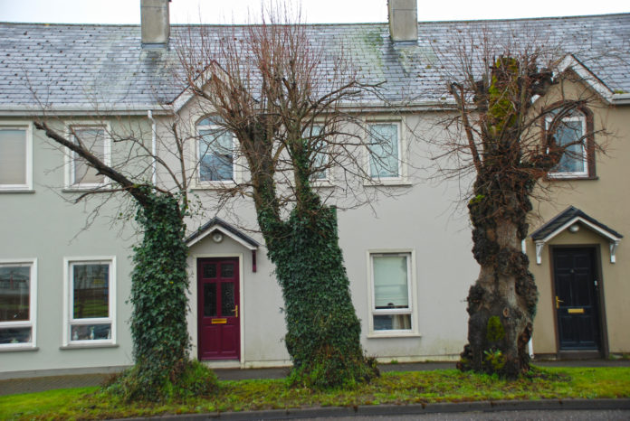 Hanging Tree Rathcormac - web@13-04-2022-19:37:35.jpg