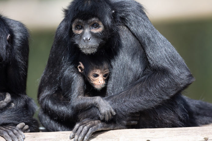 DK Monkey FOTA 2022@16-05-2022-13:50:58.jpg