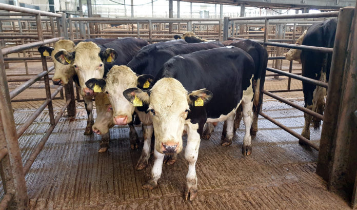 314kg Hereford bullocks made €890 in Corrin earlier this week.