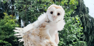 ISPCA help barn owl chick that had fallen from its nest
