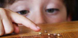 Seeds are the living heritage we can all help to protect