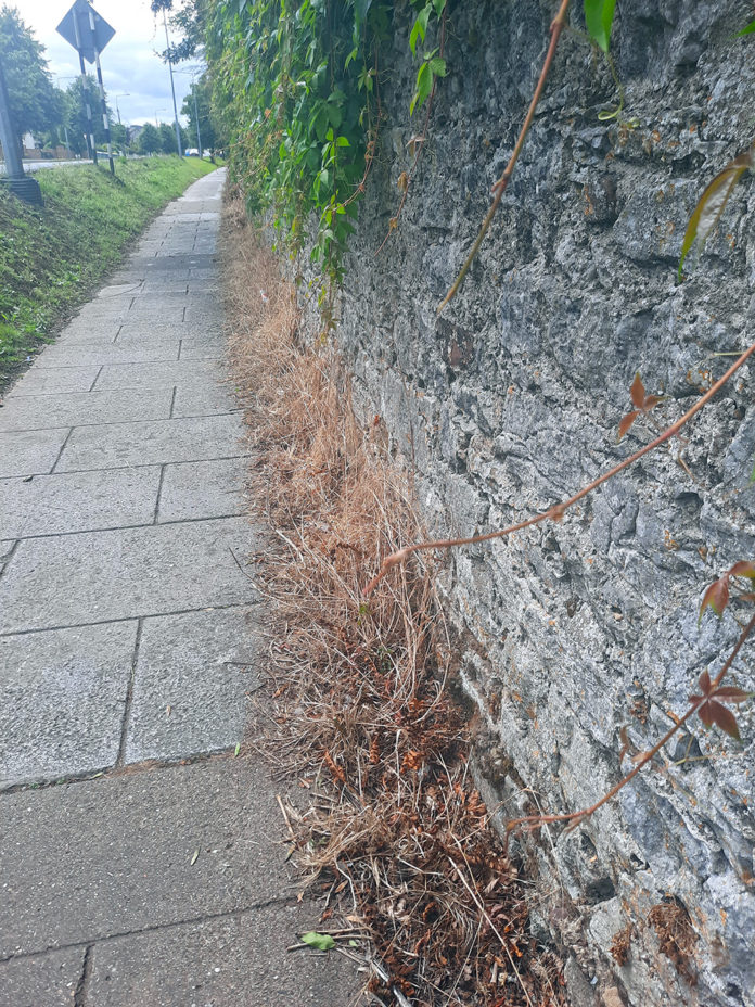 Weeds Mitchelstown - web@09-08-2022-16:33:48.jpg