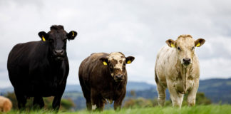 37% increase in loan applications as number of credit unions where farmers can access Cultivate loans grows