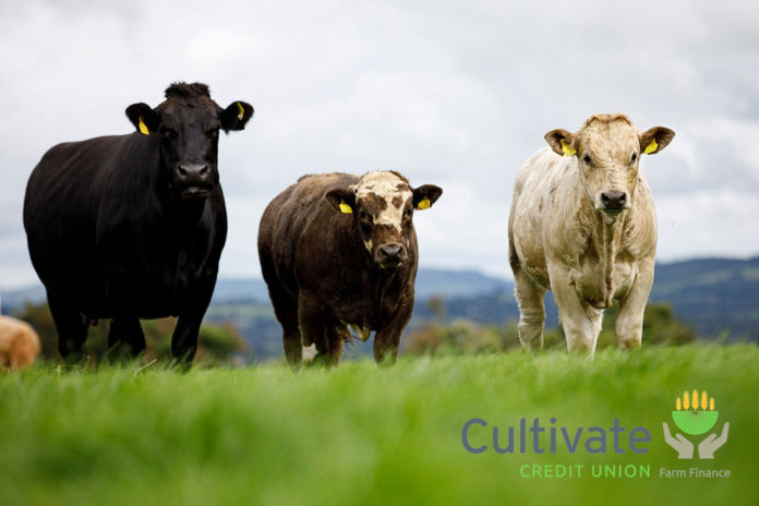 Beef-Farm-1@14-09-2022-20:20:31.jpg