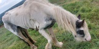 Shocking dual animal welfare abuses in locality