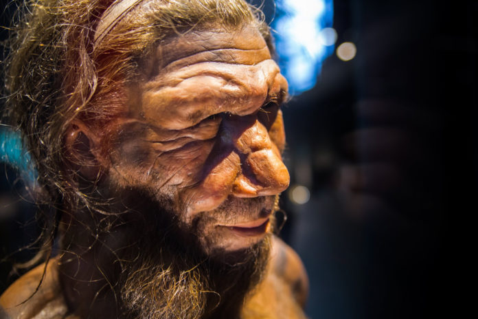 neanderthal homo adult male web stock