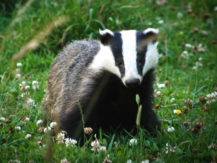 Badger Conserve Ireland-web@09-11-2022-17:26:36.jpg