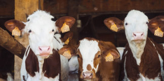 ICMSA say factories “better step up” or cattle numbers being sent in will fall “drastically”