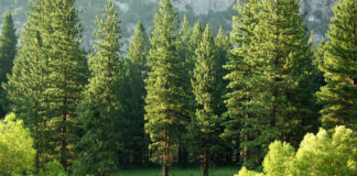 Planning exemption to replace diseased Ash trees with Conifer a positive step