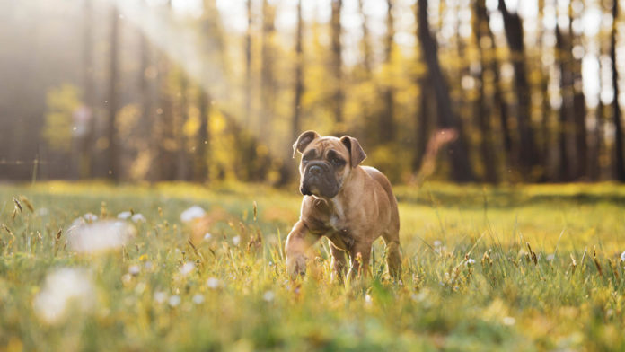Boxer Dog Web Stock