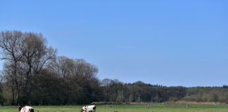 ICMSA seek Nitrates Banding concessions on calves under 60 days and low protein nuts