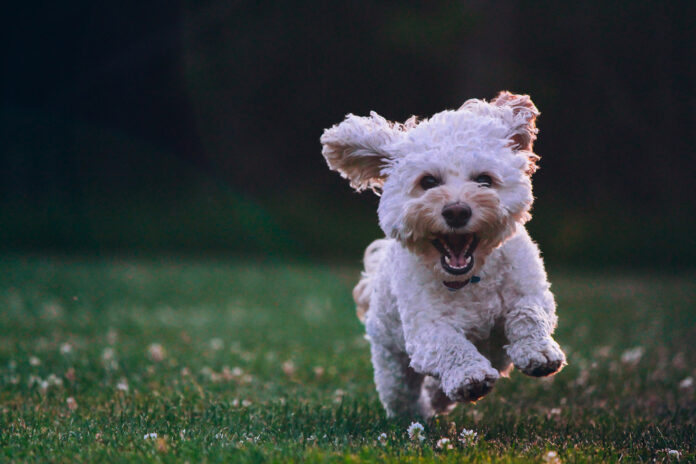 Dog Running unsplash Web Stock@22-03-2023-09_38_28 copy