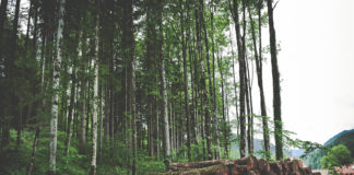 Addressing legacy issues and greater assurances to farmers are key to reaching National Afforestation Targets