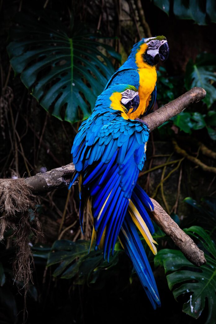 Macaws-web@30-03-2023-16:01:20.jpg