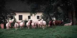 Rural TDs demand urgent Government aid for financially crippled sheep farmers