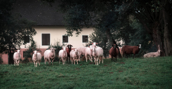 Sheep on Farm Web Stock 1920px@07-11-2018-20_36_43 copy