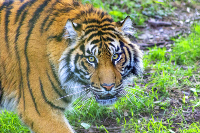 Fota Wildlife Park announced a new critically endangered Sumatra