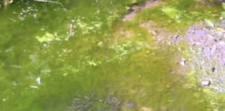 Trapped fish show Fermoy Weir repair delays are deadly, angling expert says