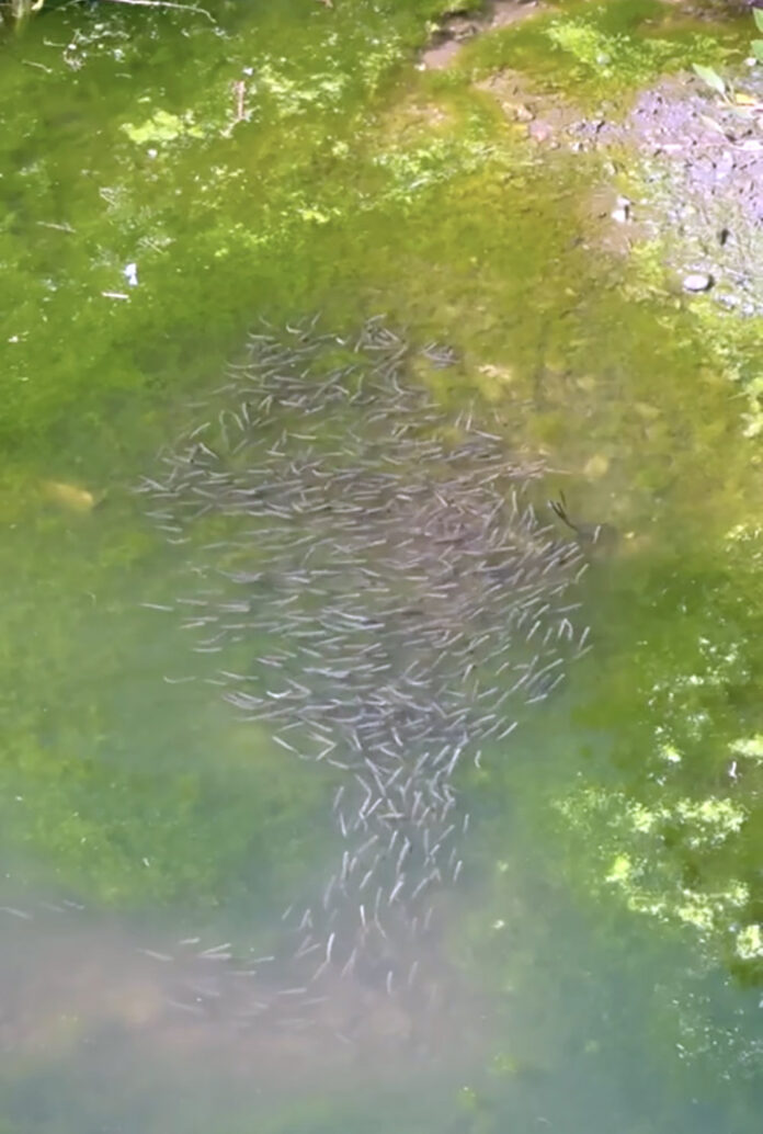 Fermoy fish mill race-web@17-05-2023-18:04:53.jpg