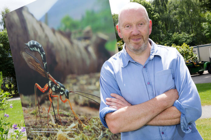 Eye On Nature 2023- Andrew Malcolm (Lismore) Sabre Wasp - @27-06-2023-11_25_30 copy