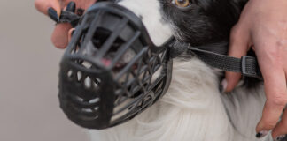 Warning to owners of restricted breeds following “vicious” attack