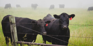 Irish and UK beef prices pass each other in “deeply suspicious trajectory”