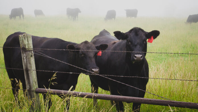 Livestock Field Stock 1920px@17-01-2018-20_45_30 copy