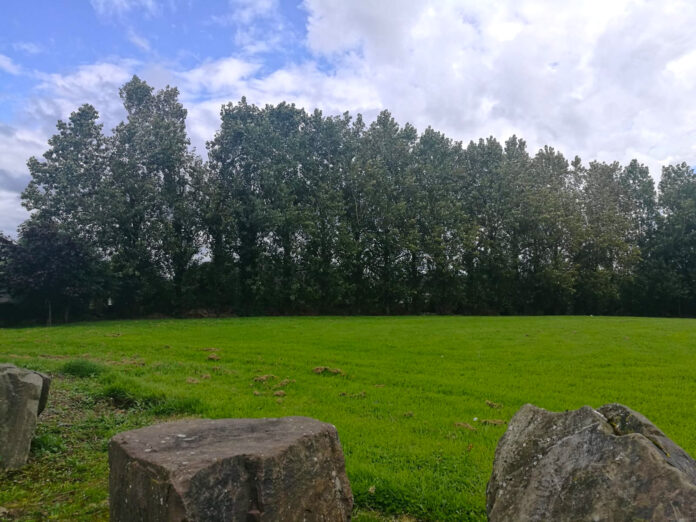 Ailsbury Court poplar trees-web@18-08-2023-09:49:11.jpg