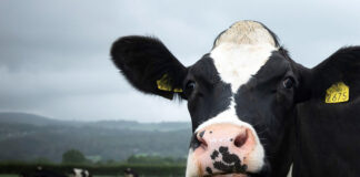 ICMSA want Dairy Calf-to-Beef and Dairy Beef Welfare schemes to run in parallel next year