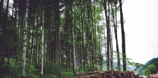 Minister asked to reassure farmers over forestry disease and pest threats