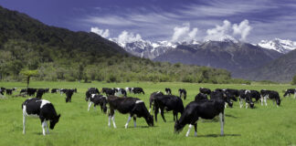 Dairygold to host free dairy farming conference in Fermoy