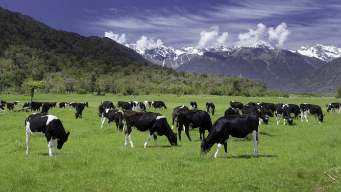 Dairy Cows