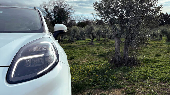 Ford Olive Trees 1