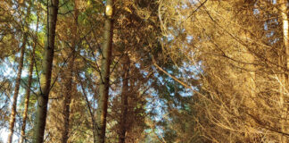 Young man located in Cooper’s Wood