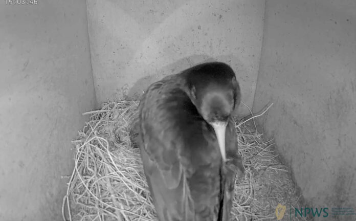 A screenshot captured from the nest of the Mizen Head pair of chough.