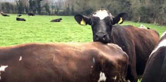 10 things to consider before the dairy breeding season starts