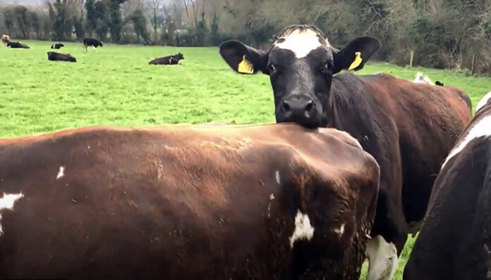 Teagasc Breeding Season@17-04-2024-14_07_27 copy
