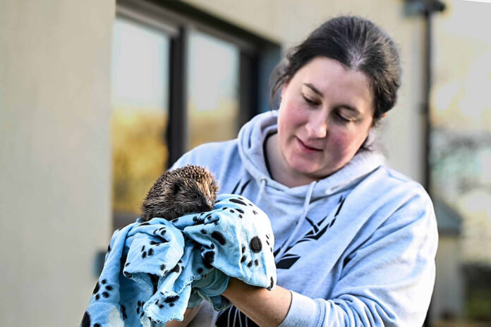 Wildlife Rescue Cork Pic 1 CA@17-04-2024-19_40_00-1 copy