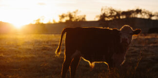 Farm inspection literature compared to ‘North Korea’