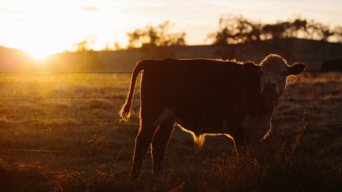 Beef Farming Stock 1920px@05-09-2018-21:11:22.jpg