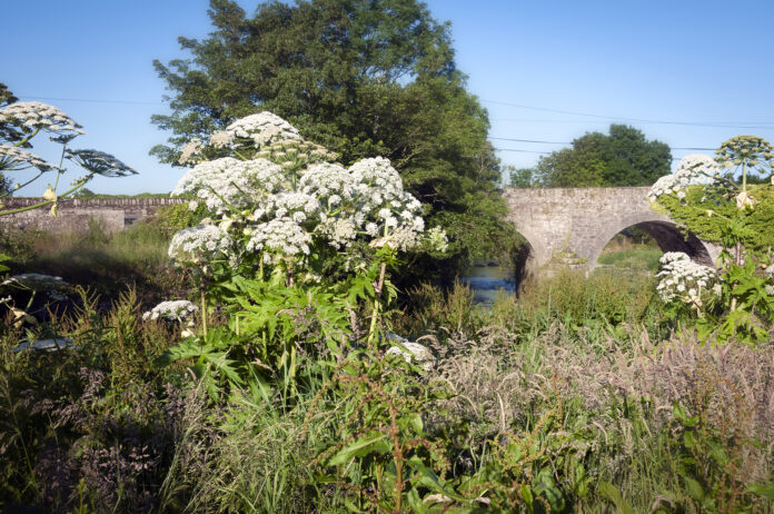 Giant Hogweed Conna Bridge - web@08-07-2020-13:40:11.jpg