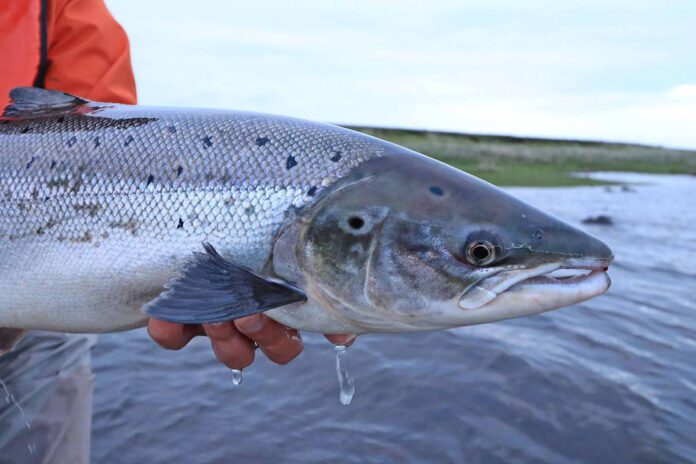 A close-up of an Atlantic salmon. (Pic: Christin Breuker)