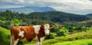 2024 Beef Welfare Scheme is now open for applications