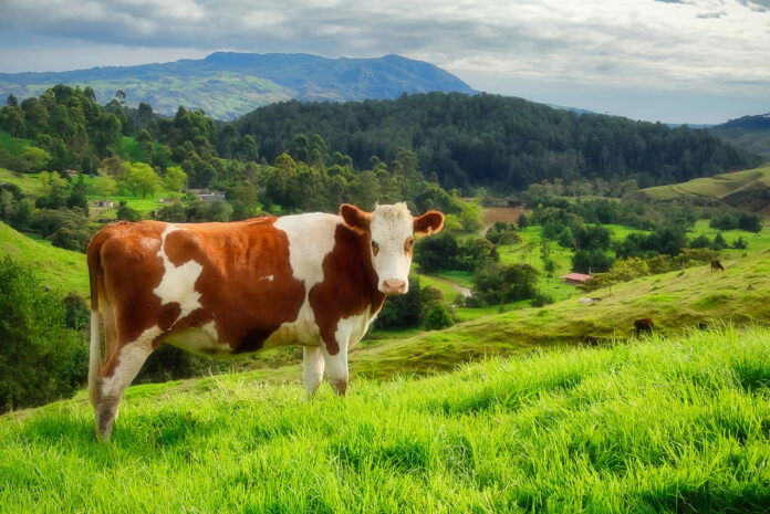 Cow Beef Cattle-unsplash- Web Stock@09-08-2024-10:36:52.jpg