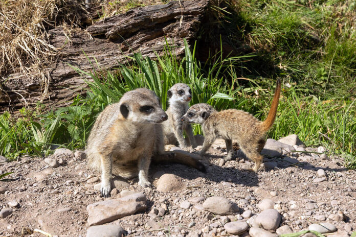 DKANE 31st July 2024REPRO FREEThe two recently born Meerkat pu