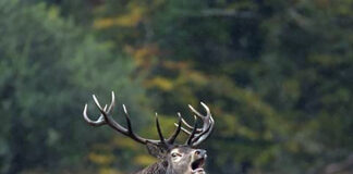 Motorists urged to be vigilant during deer breeding season